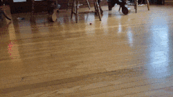 An animation of a cat carrying a small toy mouse in her mouth, pruntily